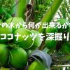 【5/30(日) バリ島オンライン】椰子の木から何が出来る？ココナッツを深掘り！