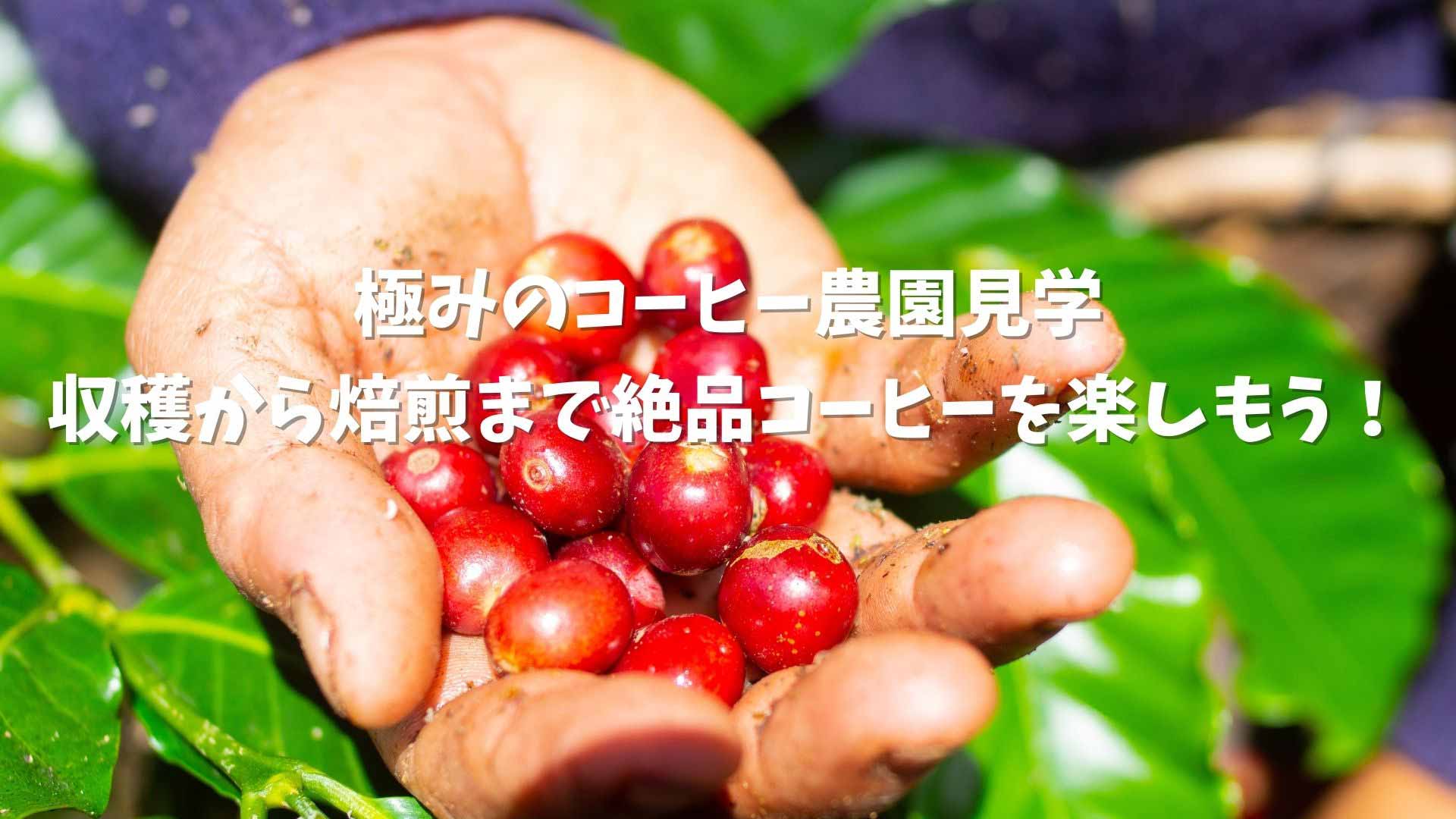 7 4 日 オンラインツアー お土産付き バリ島コーヒー農園 収穫から焙煎まで極上のコーヒーを楽しもう バリ倶楽部 日本人スタッフ駐在 バリ島 レンボンガン島オプショナルツアー