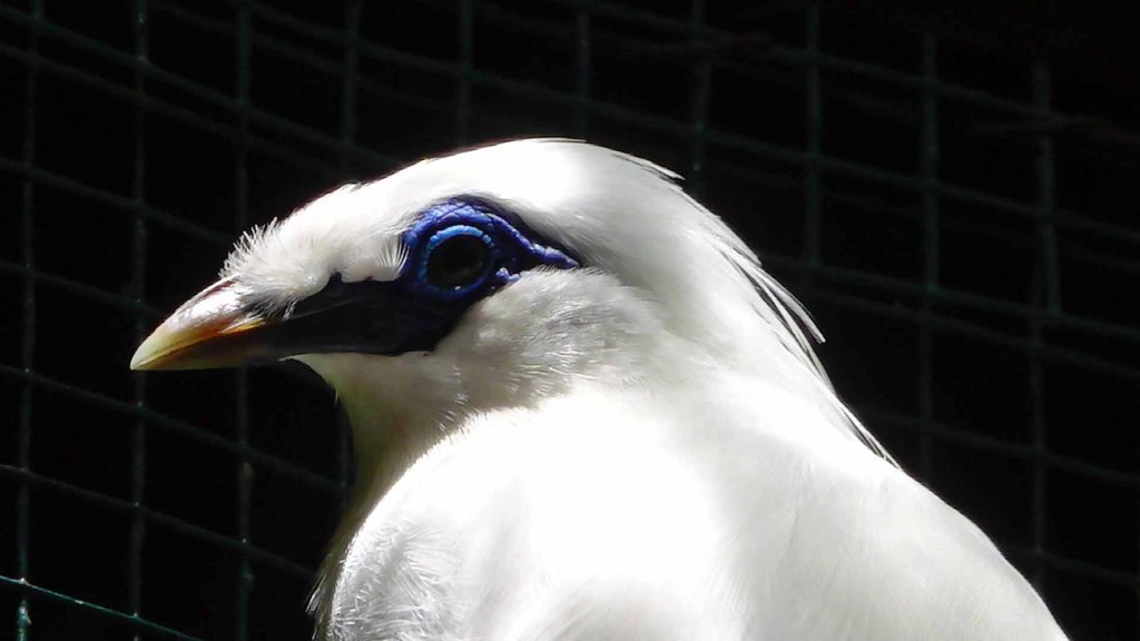 バリ島の島鳥のカンムリシロムク