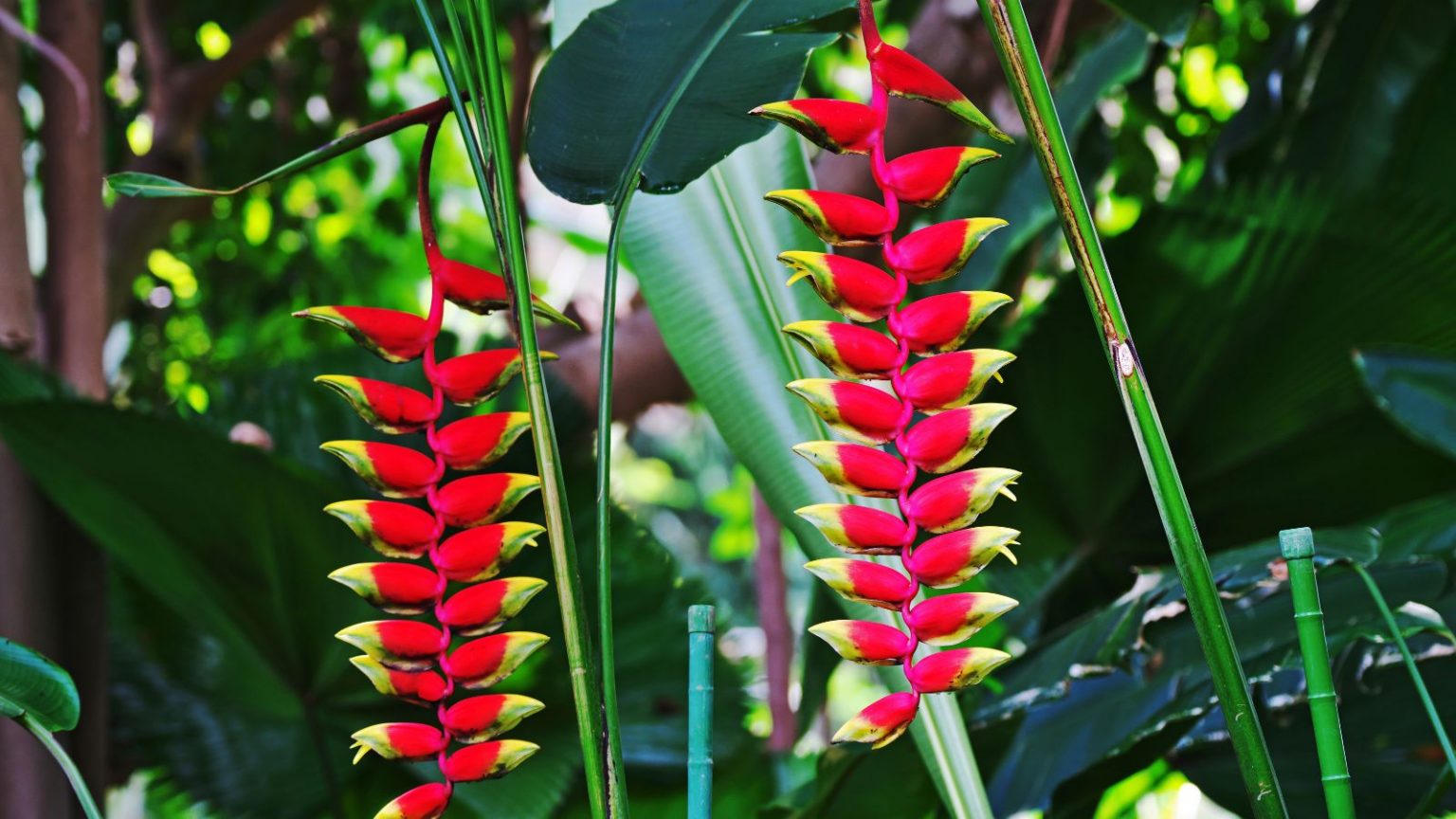Plante Tropicale 4 Lettresnull