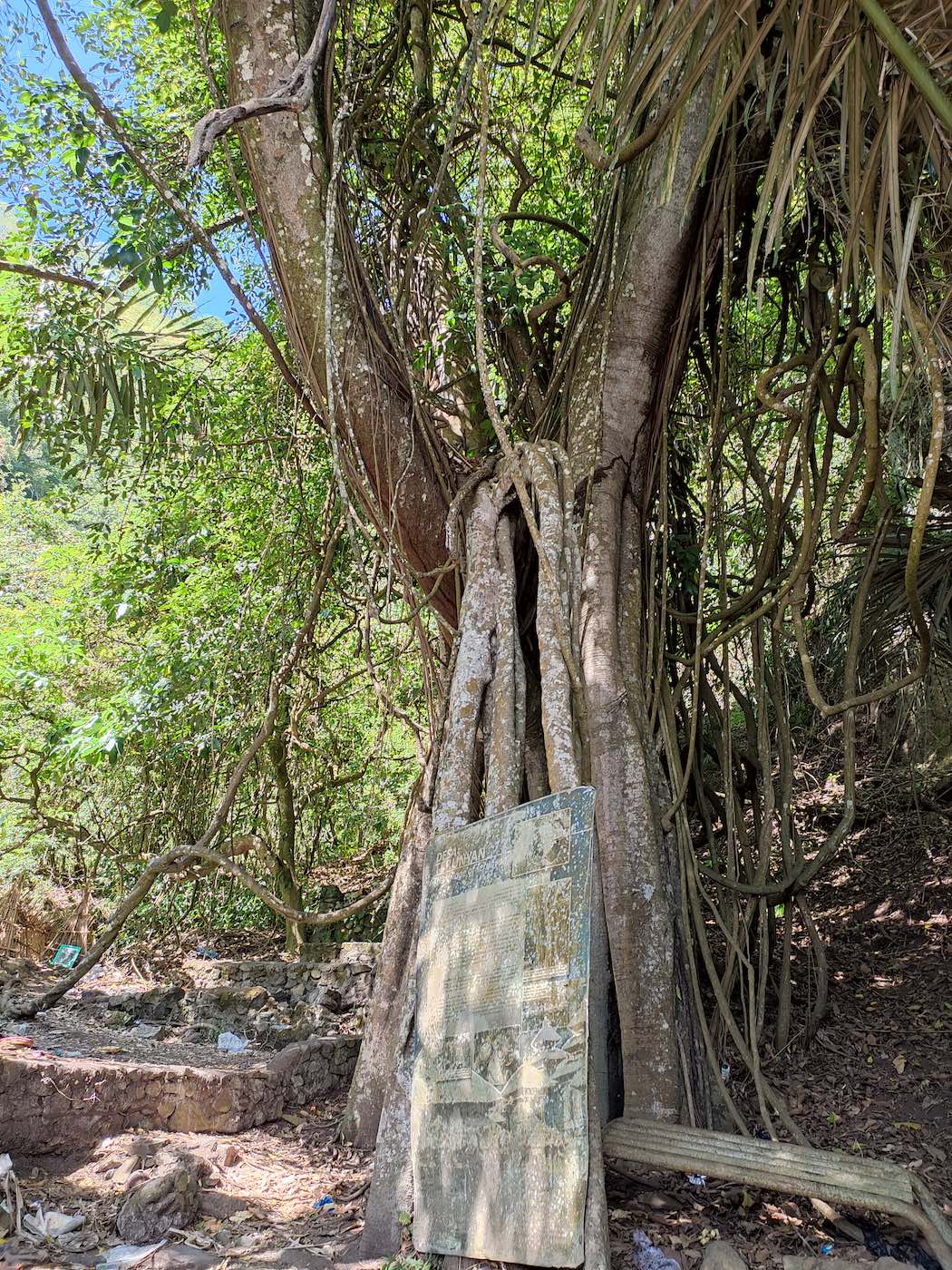 タルムニャンの木