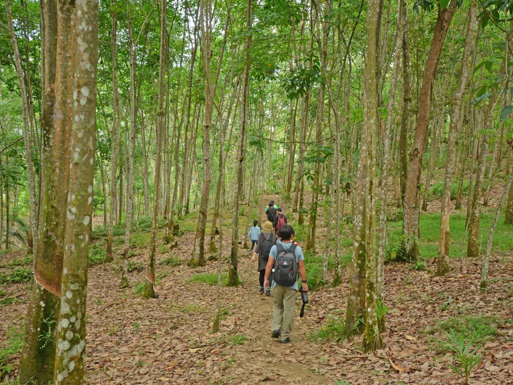 ブキットラワン村からオランウータンの森へ