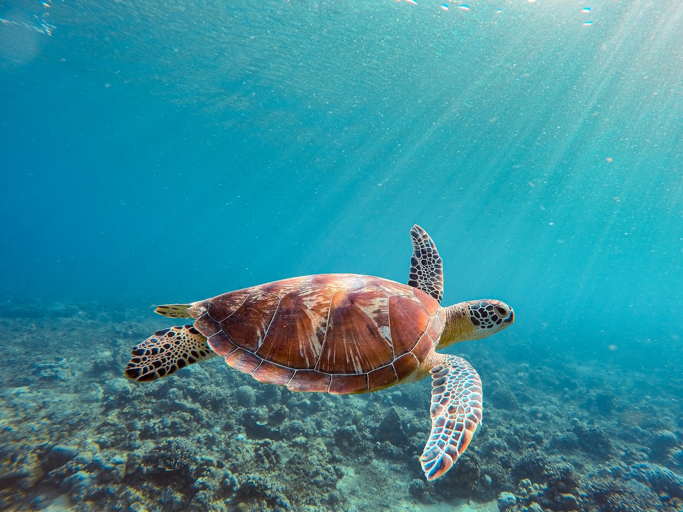 gili-turtle