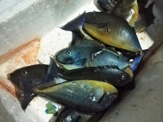 バリ島ナイトシュノーケリングで魚突き