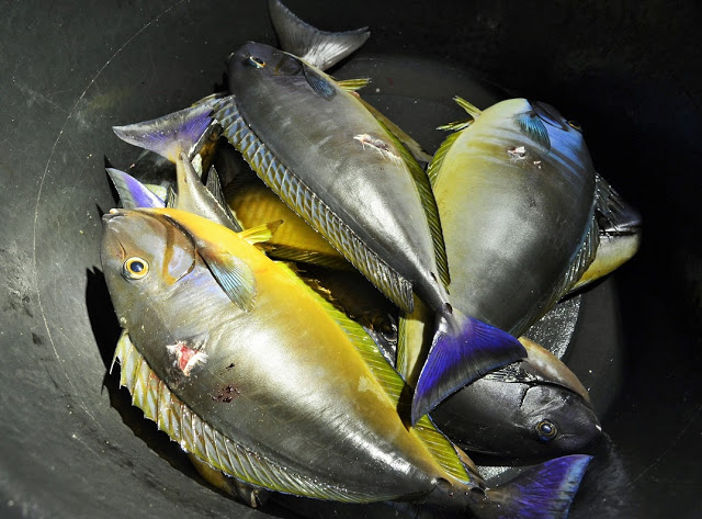 バリ島ナイトシュノーケリングで魚突き