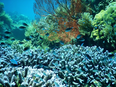 バリ島とレンボンガン島オリンパスの防水デジカメ比較